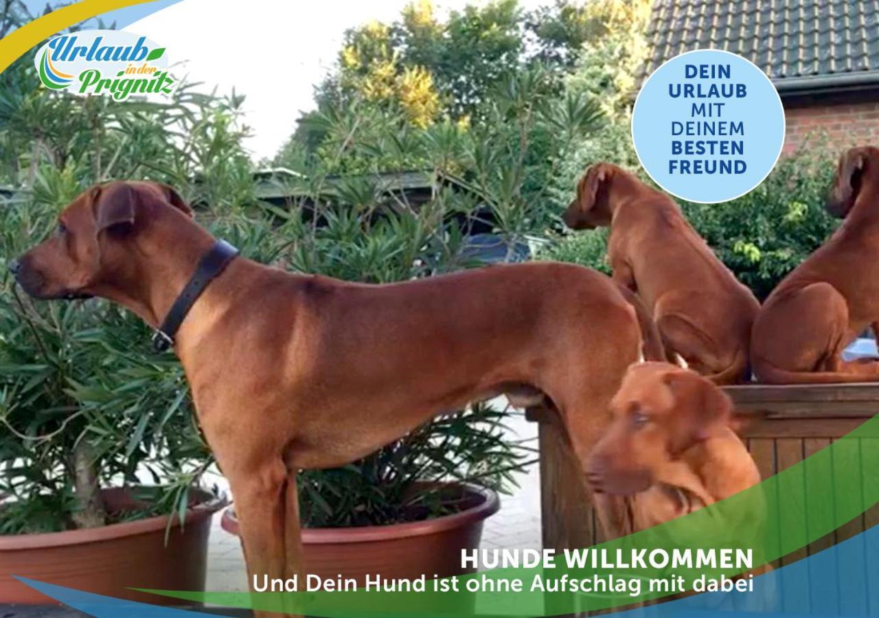Jagd-Angler-Holzhaus-Im-Wald-Am-See Villa Kyritz Exteriör bild