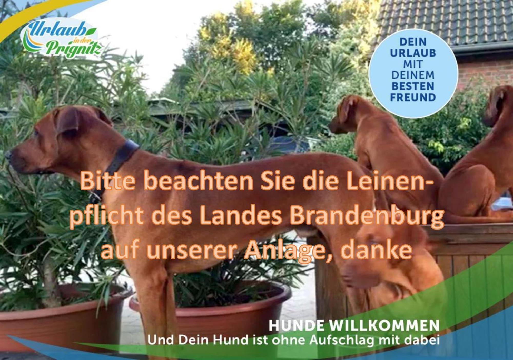 Jagd-Angler-Holzhaus-Im-Wald-Am-See Villa Kyritz Exteriör bild